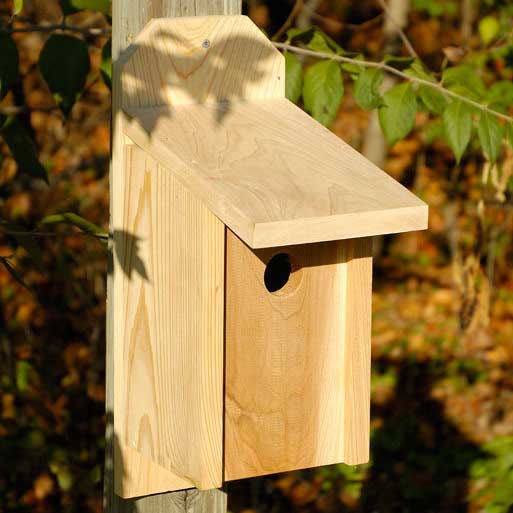 Western Bluebird Joy Box - Yard Envy