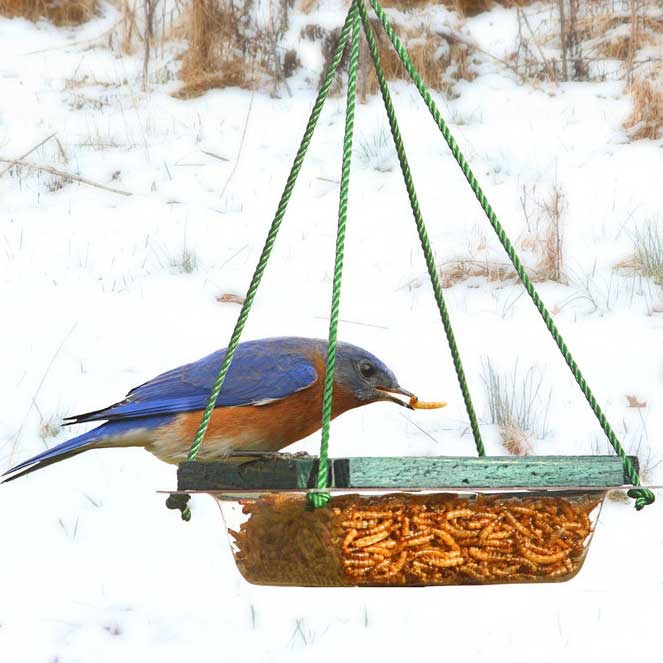 Hanging Mealworm Dish - Yard Envy