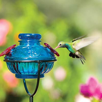 hummingbird feeding tips