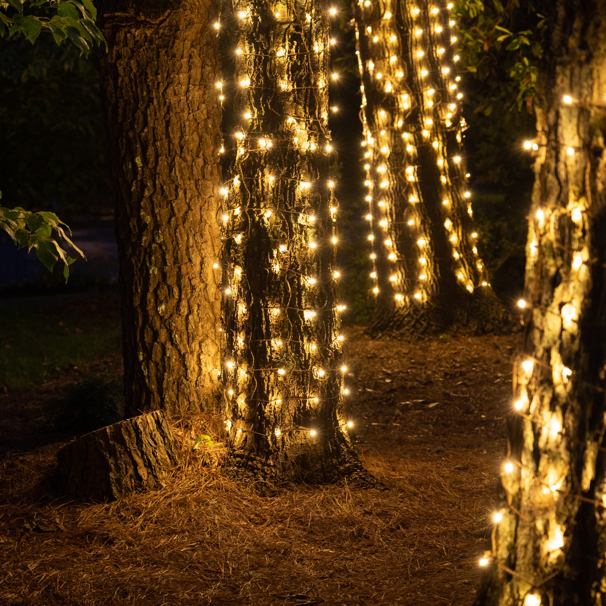 red tree trunk wrap lights